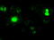 Neurogenin 1 antibody, M05933, Boster Biological Technology, Immunofluorescence image 