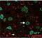 Proenkephalin-A antibody, A07495, Boster Biological Technology, Immunofluorescence image 