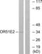 Olfactory Receptor Family 51 Subfamily E Member 2 antibody, LS-C120783, Lifespan Biosciences, Western Blot image 