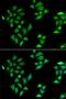Intelectin 1 antibody, orb247865, Biorbyt, Immunofluorescence image 