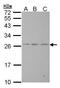 BCL2 Antagonist/Killer 1 antibody, PA5-27093, Invitrogen Antibodies, Western Blot image 