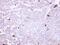 Membrane primary amine oxidase antibody, PA5-27403, Invitrogen Antibodies, Immunohistochemistry frozen image 