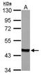 MPD antibody, NBP1-33050, Novus Biologicals, Western Blot image 