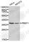 Protein Arginine Methyltransferase 1 antibody, A1055, ABclonal Technology, Western Blot image 