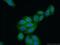 STAT3 antibody, 60199-1-Ig, Proteintech Group, Immunofluorescence image 