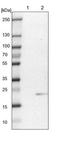 Mitochondrial Ribosomal Protein L58 antibody, NBP1-87963, Novus Biologicals, Western Blot image 