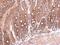 Semaphorin 4B antibody, PA5-31796, Invitrogen Antibodies, Immunohistochemistry frozen image 