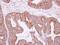 Interleukin 1 Alpha antibody, NBP2-16939, Novus Biologicals, Immunohistochemistry frozen image 