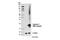 Cystatin C antibody, 24840S, Cell Signaling Technology, Western Blot image 