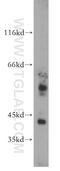 WD Repeat Domain 13 antibody, 20122-1-AP, Proteintech Group, Western Blot image 
