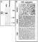 PR/SET Domain 2 antibody, abx026566, Abbexa, Western Blot image 