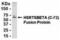 Enolase Superfamily Member 1 antibody, XW-7886, ProSci, Western Blot image 