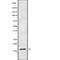 Trafficking Protein Particle Complex 1 antibody, abx219120, Abbexa, Western Blot image 
