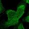 Signal Transducer And Activator Of Transcription 6 antibody, HPA001861, Atlas Antibodies, Immunofluorescence image 