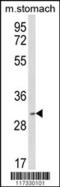 Serine And Arginine Rich Splicing Factor 2 antibody, 61-513, ProSci, Western Blot image 