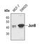 JunB Proto-Oncogene, AP-1 Transcription Factor Subunit antibody, PA5-17263, Invitrogen Antibodies, Western Blot image 