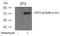 Activating Transcription Factor 2 antibody, 79-113, ProSci, Western Blot image 