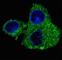 FAS antibody, F40374-0.4ML, NSJ Bioreagents, Immunofluorescence image 