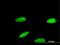 Zinc Finger Protein 587 antibody, MA5-22800, Invitrogen Antibodies, Immunofluorescence image 