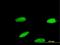 Zinc Finger Protein 587 antibody, MA5-22800, Invitrogen Antibodies, Immunofluorescence image 