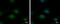 Transducin Beta Like 3 antibody, GTX120142, GeneTex, Immunofluorescence image 