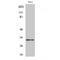 Androgen Induced 1 antibody, LS-C381942, Lifespan Biosciences, Western Blot image 