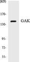 Cyclin G Associated Kinase antibody, LS-C291974, Lifespan Biosciences, Western Blot image 