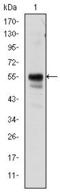 RUNX Family Transcription Factor 1 antibody, GTX60402, GeneTex, Western Blot image 