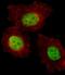 Transcriptional Regulating Factor 1 antibody, PA5-26365, Invitrogen Antibodies, Immunofluorescence image 