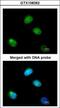 Poly(rC)-binding protein 2 antibody, GTX108362, GeneTex, Immunofluorescence image 