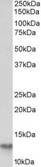 Fatty Acid Binding Protein 4 antibody, LS-B11196, Lifespan Biosciences, Western Blot image 