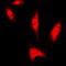 Parkinsonism Associated Deglycase antibody, LS-C353340, Lifespan Biosciences, Immunofluorescence image 