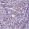 Forkhead Box I1 antibody, NBP2-49660, Novus Biologicals, Immunohistochemistry paraffin image 