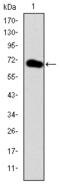 GATA Binding Protein 5 antibody, AM06673SU-N, Origene, Western Blot image 