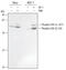 Glycogen Synthase Kinase 3 Alpha antibody, AF1590, R&D Systems, Western Blot image 