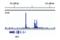 Signal Transducer And Activator Of Transcription 4 antibody, 2653S, Cell Signaling Technology, Chromatin Immunoprecipitation image 