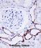 OTU Deubiquitinase 7B antibody, abx027936, Abbexa, Immunohistochemistry frozen image 