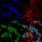 Beclin 1 antibody, SPC-600D-RPE, StressMarq, Immunocytochemistry image 