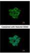 Acyl-CoA Thioesterase 11 antibody, NBP2-15246, Novus Biologicals, Immunofluorescence image 
