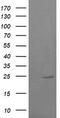 RAB37, Member RAS Oncogene Family antibody, CF505339, Origene, Western Blot image 