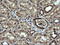 RAB30, Member RAS Oncogene Family antibody, LS-C174281, Lifespan Biosciences, Immunohistochemistry paraffin image 