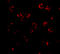 Ribonuclease H2 Subunit A antibody, A07386, Boster Biological Technology, Immunofluorescence image 