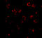 Ribonuclease H2 subunit A antibody, A07386, Boster Biological Technology, Immunofluorescence image 