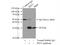 Penta-EF-Hand Domain Containing 1 antibody, 10151-1-AP, Proteintech Group, Immunoprecipitation image 