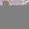 Tetratricopeptide Repeat Domain 4 antibody, HPA041608, Atlas Antibodies, Immunohistochemistry frozen image 