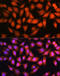 Ubiquitin thioesterase OTUB1 antibody, 14-086, ProSci, Immunofluorescence image 
