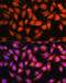 OTU Deubiquitinase, Ubiquitin Aldehyde Binding 1 antibody, 14-086, ProSci, Immunofluorescence image 