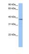 Nuclear Distribution C, Dynein Complex Regulator antibody, orb330669, Biorbyt, Western Blot image 