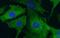 Sca1 antibody, FNab01289, FineTest, Immunofluorescence image 