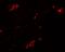 Transmembrane Protein 59 antibody, A09364, Boster Biological Technology, Immunofluorescence image 